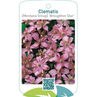 Clematis [Montana Group] ‘Broughton Star’
