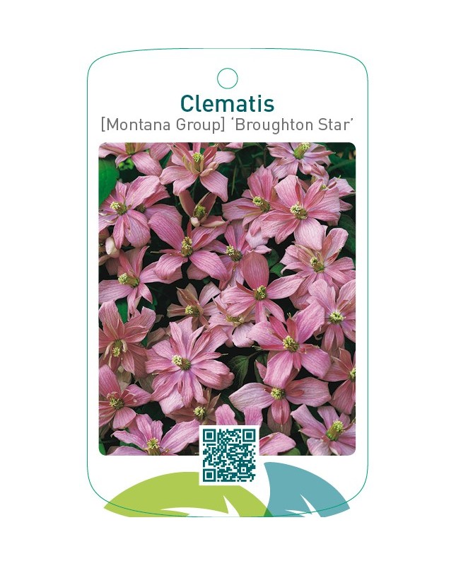 Clematis [Montana Group] ‘Broughton Star’