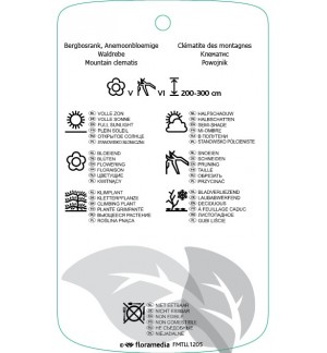 Etichette di Clematis [Montana Group] ‘Broughton Star’ *