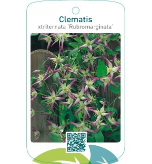 Clematis xtriternata ‘Rubromarginata’