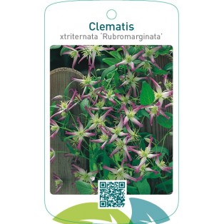 Clematis xtriternata ‘Rubromarginata’
