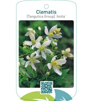 Clematis [Tangutica Group] ‘Anita’