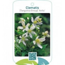 Clematis [Tangutica Group] ‘Anita’