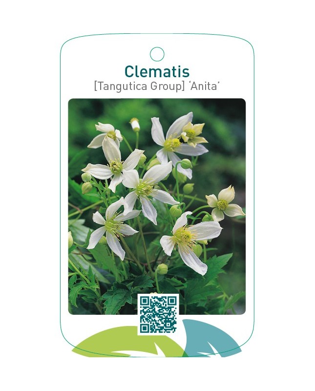 Clematis [Tangutica Group] ‘Anita’