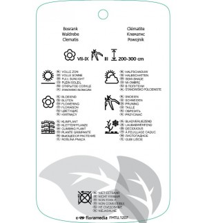 Etichette di Clematis [Tangutica Group] ‘Anita’ *