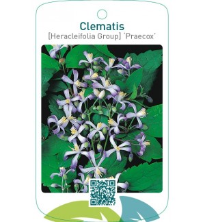 Clematis [Heracleifolia Group] ‘Praecox’