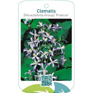 Clematis [Heracleifolia Group] ‘Praecox’