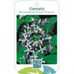 Clematis [Heracleifolia Group] ‘Praecox’