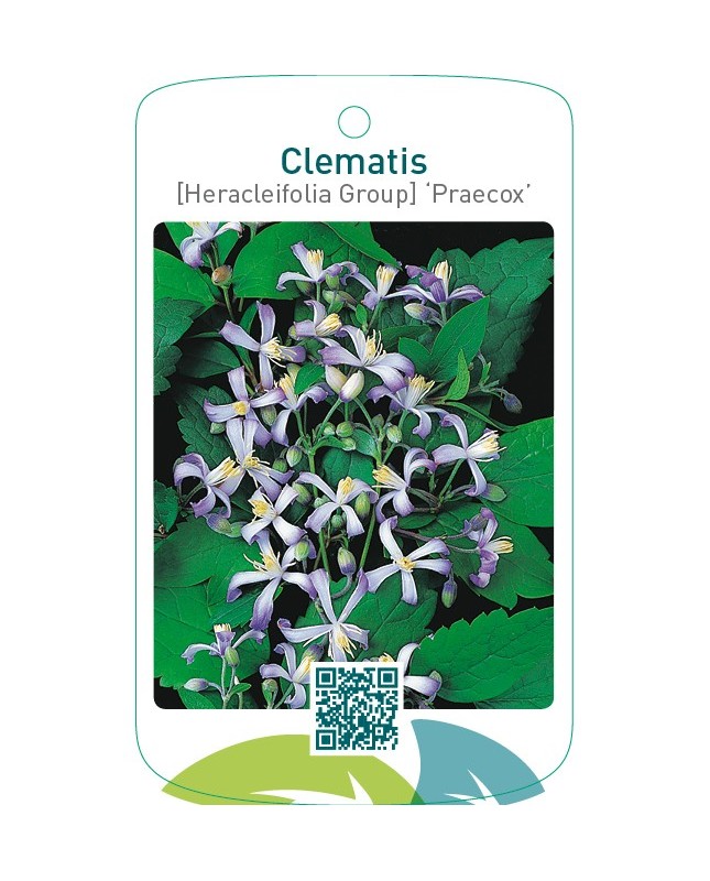 Clematis [Heracleifolia Group] ‘Praecox’