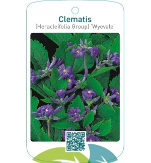 Clematis [Heracleifolia Group] ‘Wyevale’