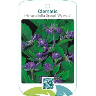 Clematis [Heracleifolia Group] ‘Wyevale’