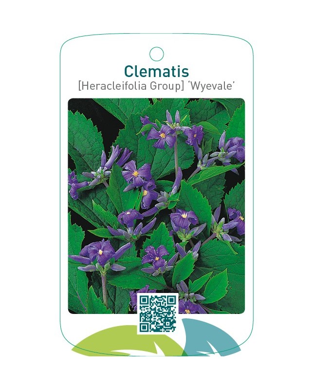 Clematis [Heracleifolia Group] ‘Wyevale’