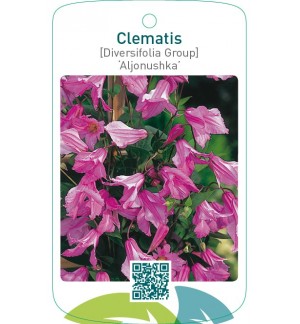Clematis [Diversifolia Group] ‘Aljonushka’