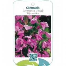 Clematis [Diversifolia Group] ‘Aljonushka’