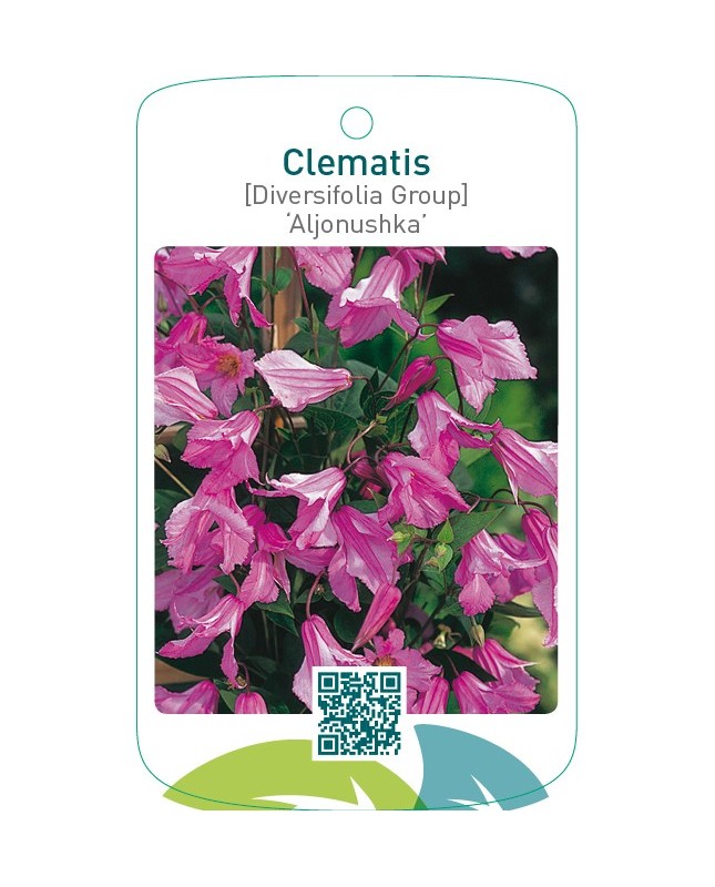 Clematis [Diversifolia Group] ‘Aljonushka’