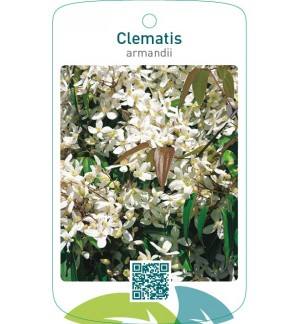 Clematis armandii