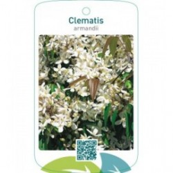 Clematis armandii