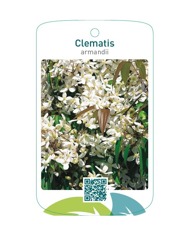 Clematis armandii