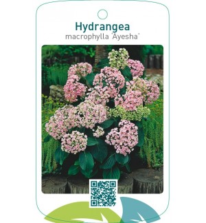 Hydrangea macrophylla ‘Ayesha’  roze