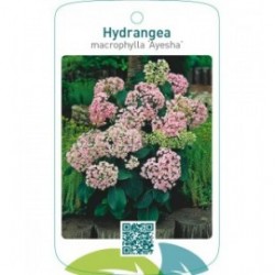 Hydrangea macrophylla ‘Ayesha’  roze