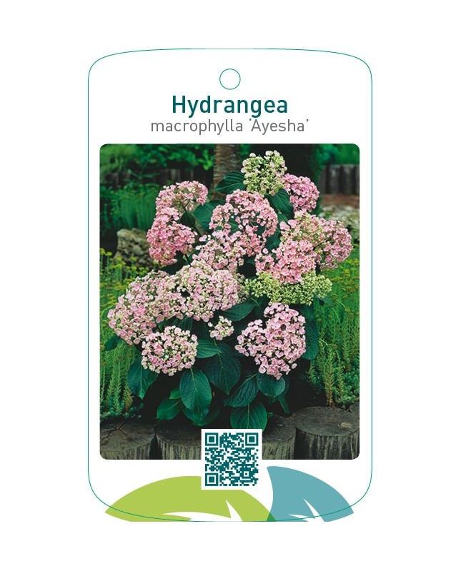Hydrangea macrophylla ‘Ayesha’  roze