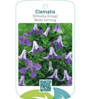 Clematis [Viticella Group] ‘Betty Corning’