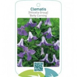 Clematis [Viticella Group] ‘Betty Corning’