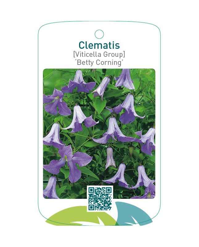Clematis [Viticella Group] ‘Betty Corning’