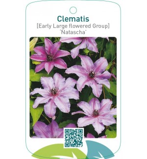 Clematis [Early Large flowered Group] ‘Natascha’