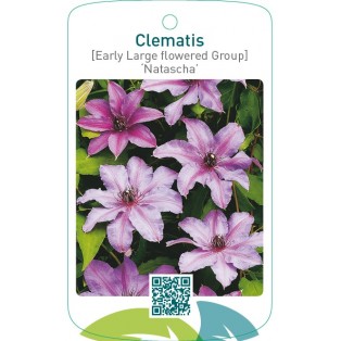 Clematis [Early Large flowered Group] ‘Natascha’