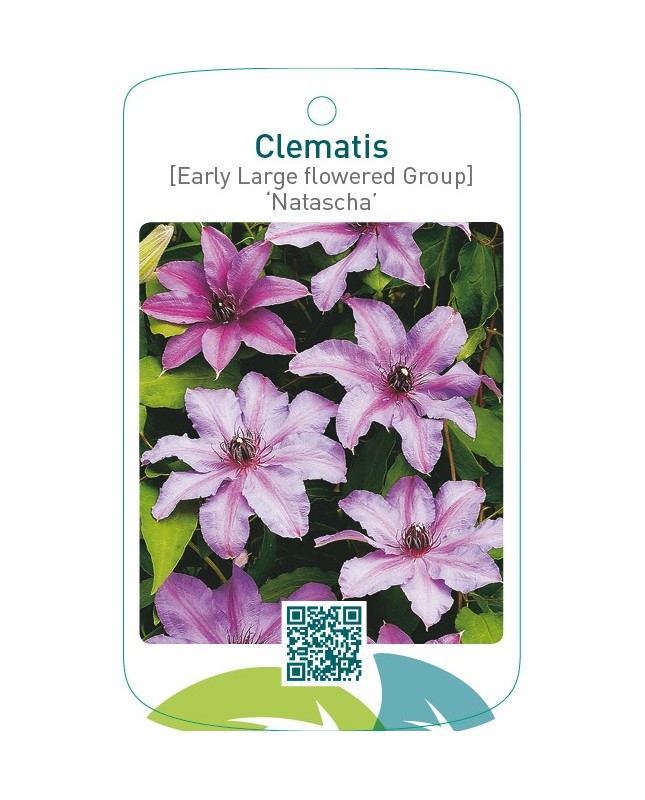Clematis [Early Large flowered Group] ‘Natascha’