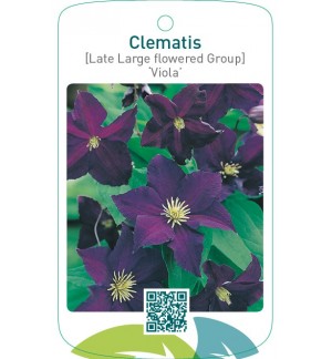 Clematis [Late Large flowered Group] ‘Viola’
