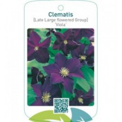 Clematis [Late Large flowered Group] ‘Viola’