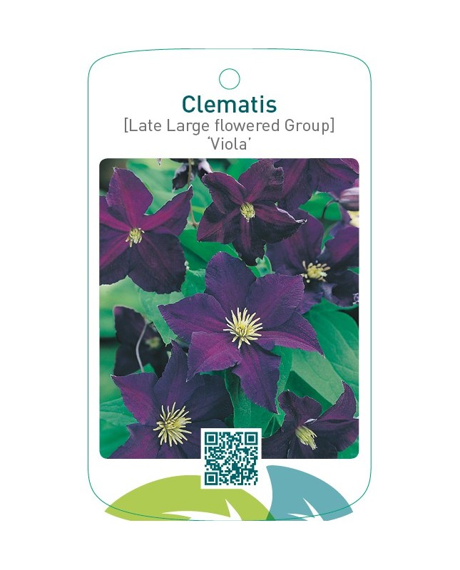 Clematis [Late Large flowered Group] ‘Viola’