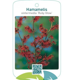 Hamamelis xintermedia ‘Ruby Glow’