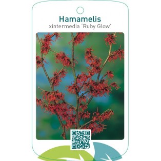 Hamamelis xintermedia ‘Ruby Glow’