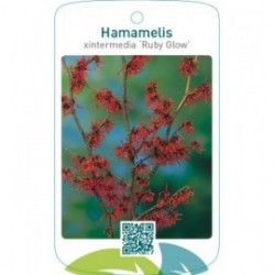 Hamamelis xintermedia ‘Ruby Glow’