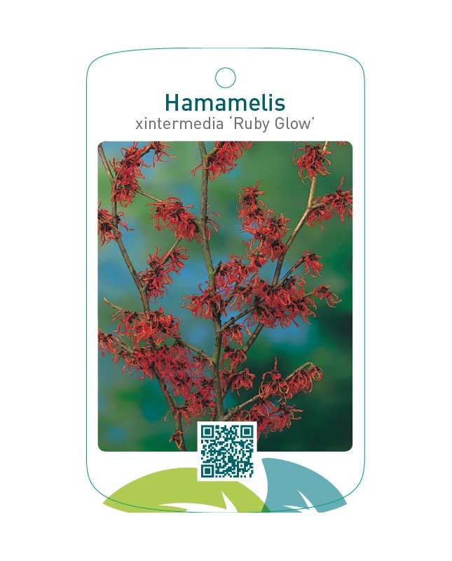 Hamamelis xintermedia ‘Ruby Glow’