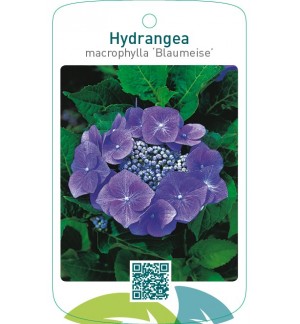 Hydrangea macrophylla ‘Blaumeise’