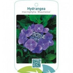 Hydrangea macrophylla ‘Blaumeise’