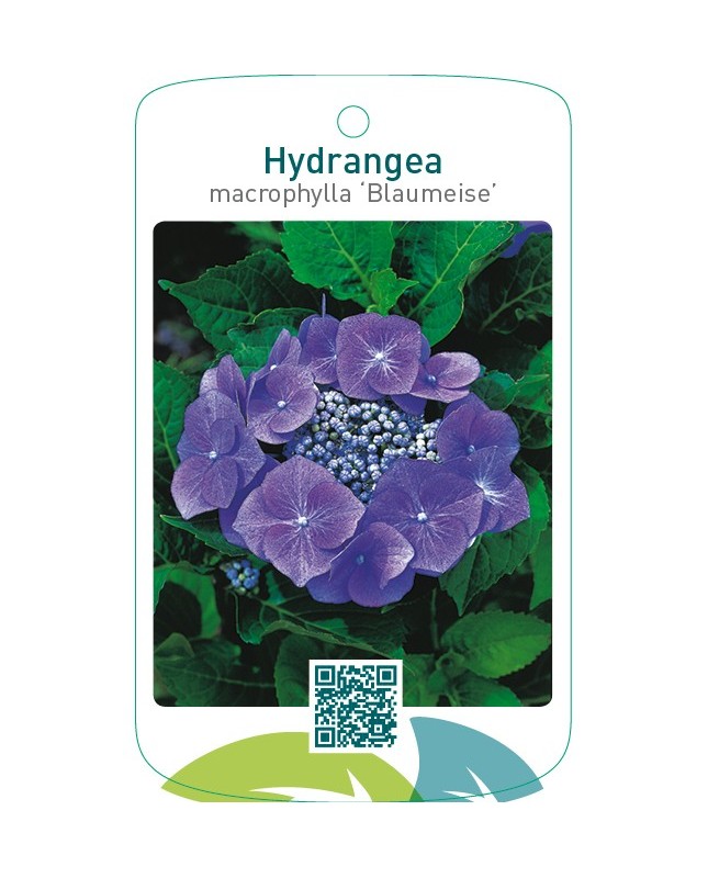 Hydrangea macrophylla ‘Blaumeise’