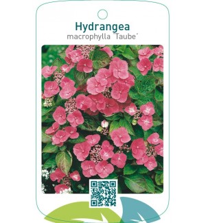 Hydrangea macrophylla ‘Taube’