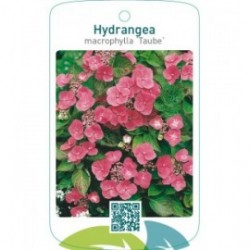 Hydrangea macrophylla ‘Taube’