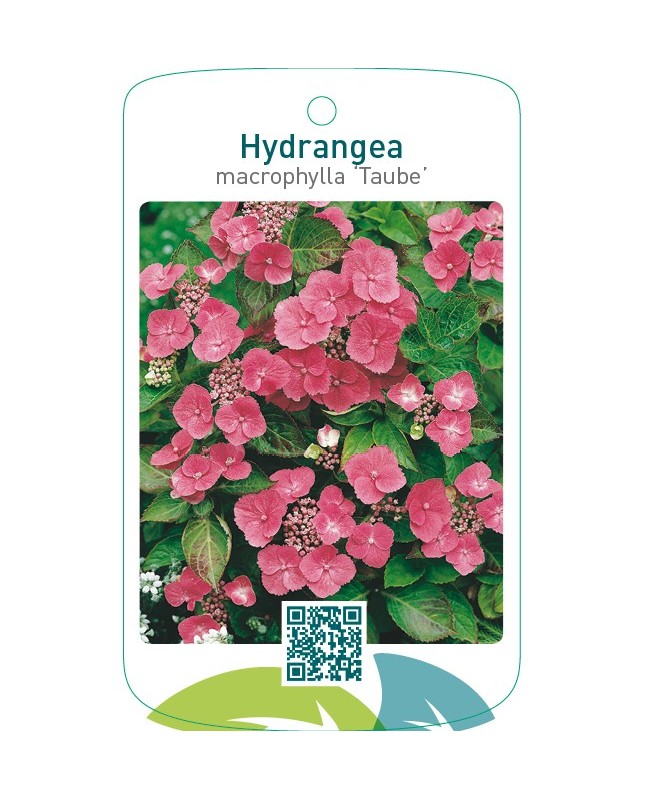 Hydrangea macrophylla ‘Taube’