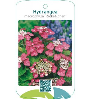Hydrangea macrophylla ‘Rotkehlchen’