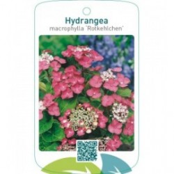 Hydrangea macrophylla ‘Rotkehlchen’
