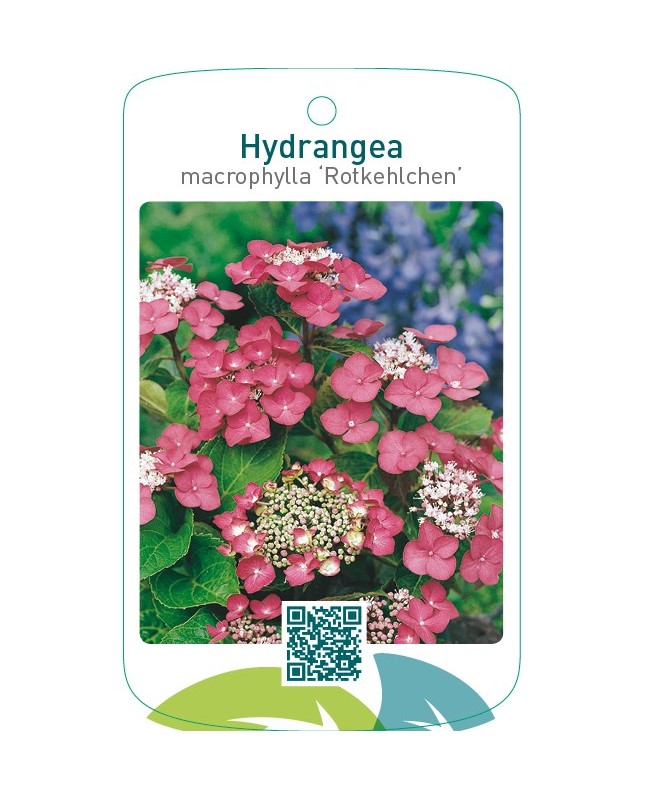 Hydrangea macrophylla ‘Rotkehlchen’
