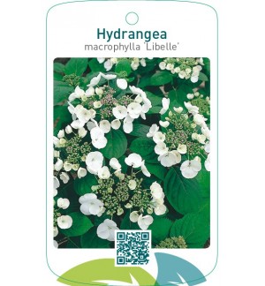 Hydrangea macrophylla ‘Libelle’