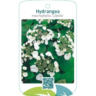 Hydrangea macrophylla ‘Libelle’