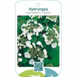 Hydrangea macrophylla ‘Libelle’